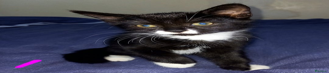 Mixed Breed Kitten 4