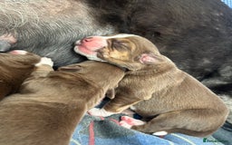 Mixed Breed dogs for sale: Mixbreed beautiful puppies  - Image 21