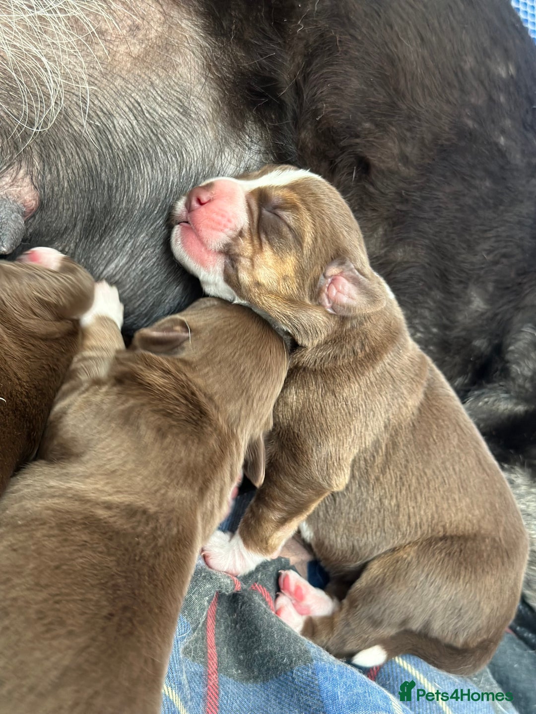 Mixed Breed dogs for sale: Mixbreed beautiful puppies  - Image 21
