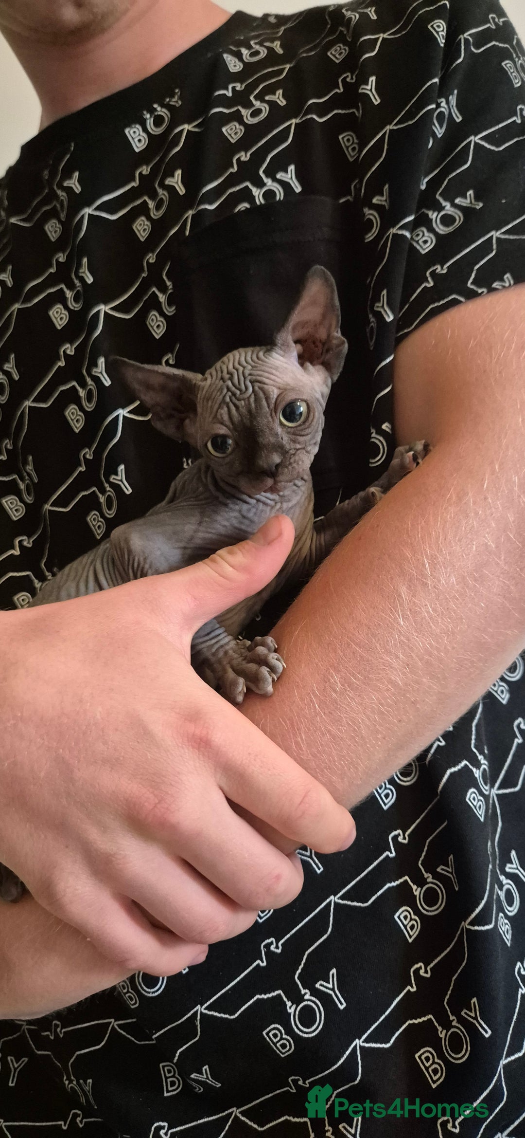 Sphynx cats for sale: Silver elf and black little babies - Image 7