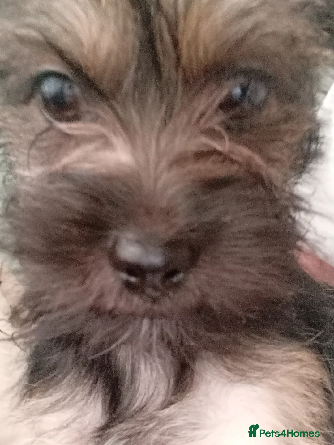 Mixed Breed dogs for sale: Gorgeous Yorkie Cross pup looking for forever home in Welwyn Garden City - Advert 3