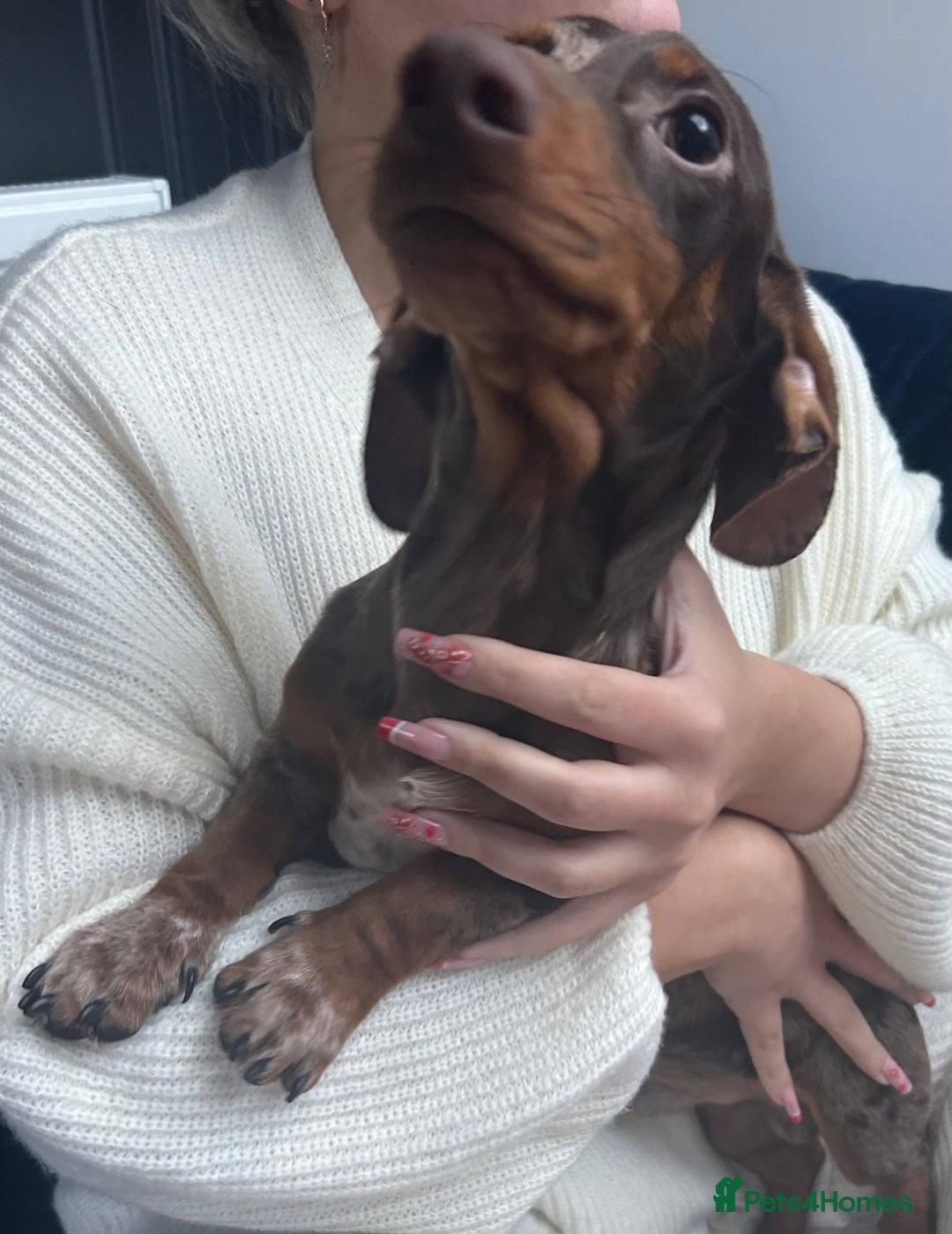 Miniature Dachshund dogs for sale: Gorgeous adorable lil boy 6 months old - Advert 3