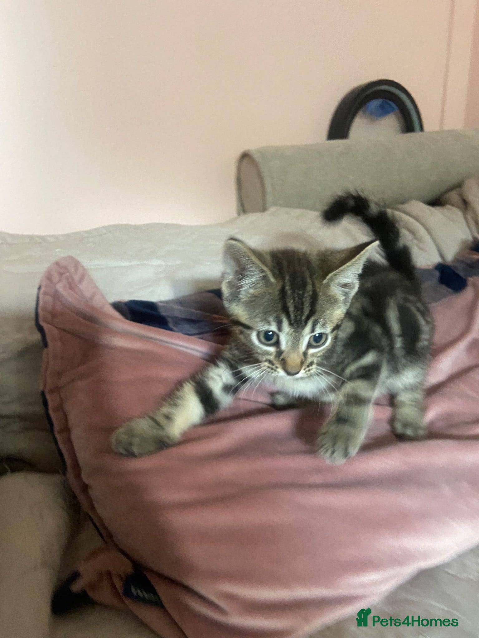 Ragdoll cats Beautiful kittens ready now variety of colours  - Advert 2