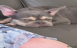 French Bulldog dogs for sale: French bull dog Puppies - Image 35