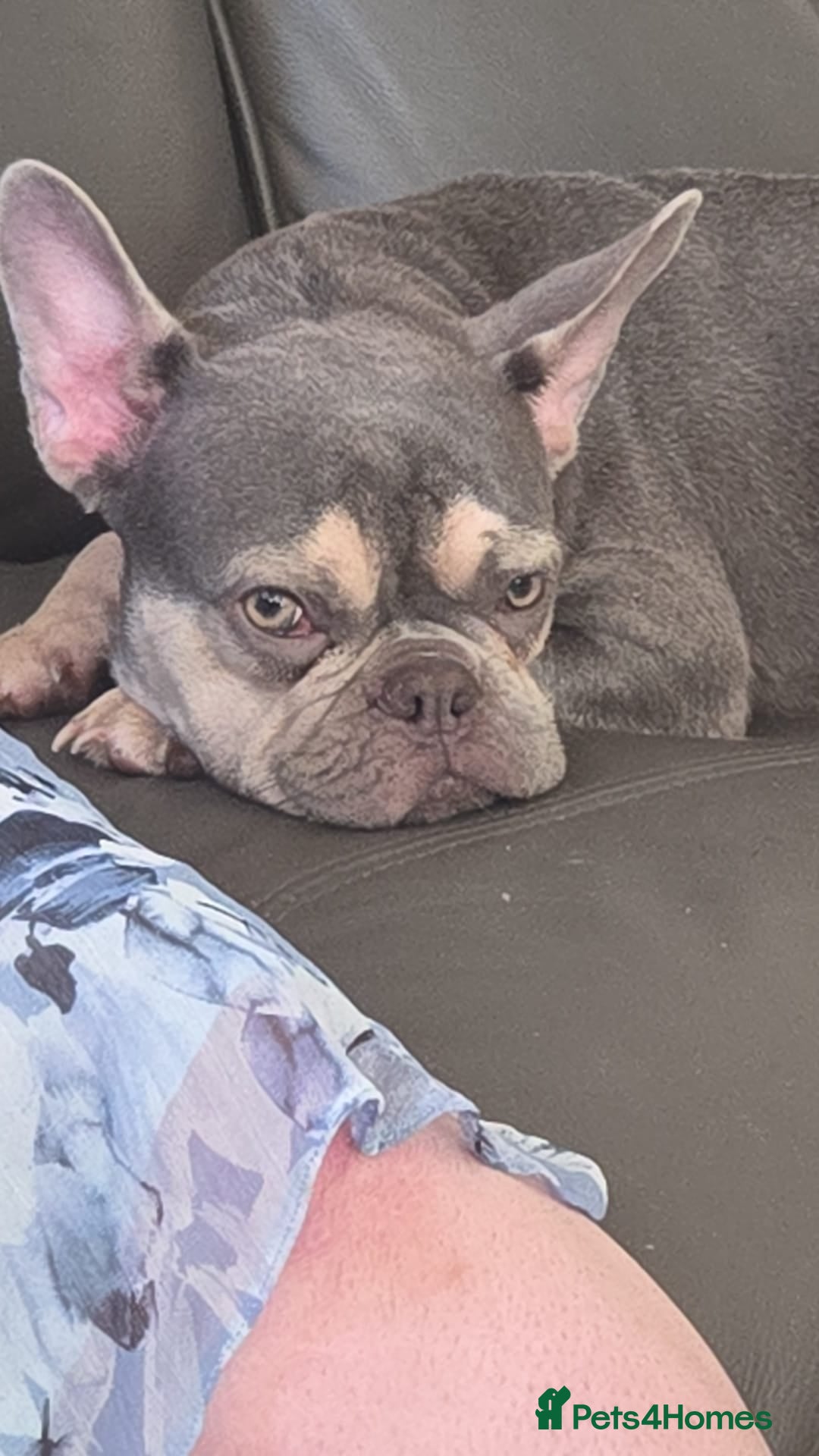 French Bulldog dogs for sale: French bull dog Puppies - Image 35