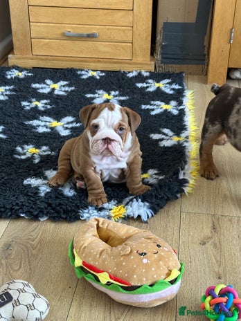 English Bulldog dogs - Advert 2