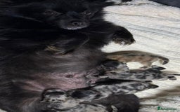 Pomeranian dogs for sale: Xs Merle Pomeranian pup⭐️⭐️⭐️ - Image 5