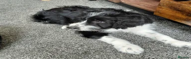 Mixed Breed 2