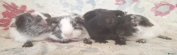 Guinea Pig rodents for sale: MEADOW SIDE CAVIES BABY GUINEA PIGS HEREFORDSHIRE  - Advert 13
