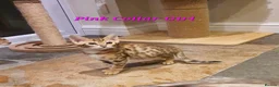 Bengal cats for sale: 🐆🐆Beautiful Pedigree Bengal Kittens🐆🐆  - Advert 35