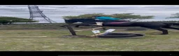 Irish Thoroughbred horses for sale: Millie’s Flying  - Advert 7