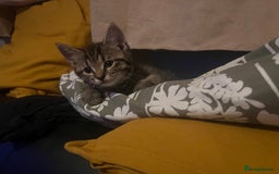 Mixed Breed cats for sale: Cute and playful kitties  - Image 17
