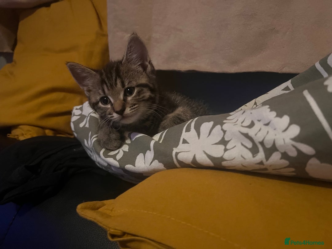 Mixed Breed cats for sale: Cute and playful kitties  - Image 17