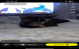Mixed Breed cats for sale: 2 mixed breed cats/kitten for sale - Image 4