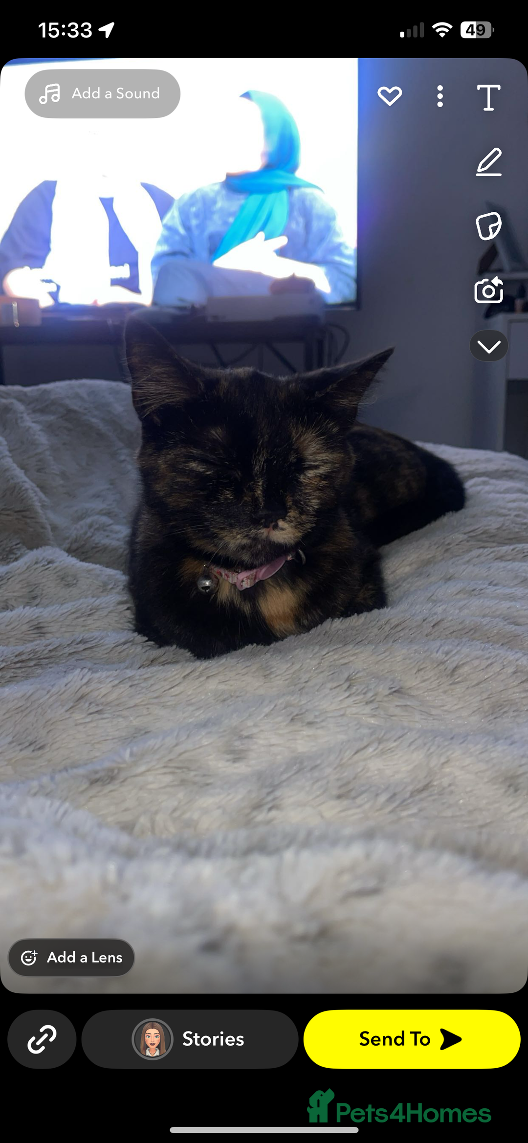 Mixed Breed cats for sale: 2 mixed breed cats/kitten for sale - Image 4