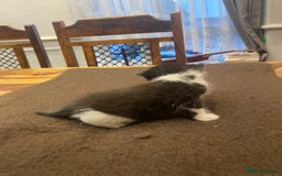 Domestic Shorthair cats for sale: 5 beatiful kittens for sale  - Image 10