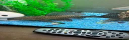 Plecos fish for sale: Common Pleco in Langport - Advert 3