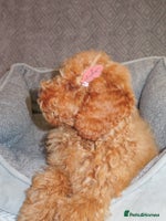 Toy Poodle dogs - Advert 13