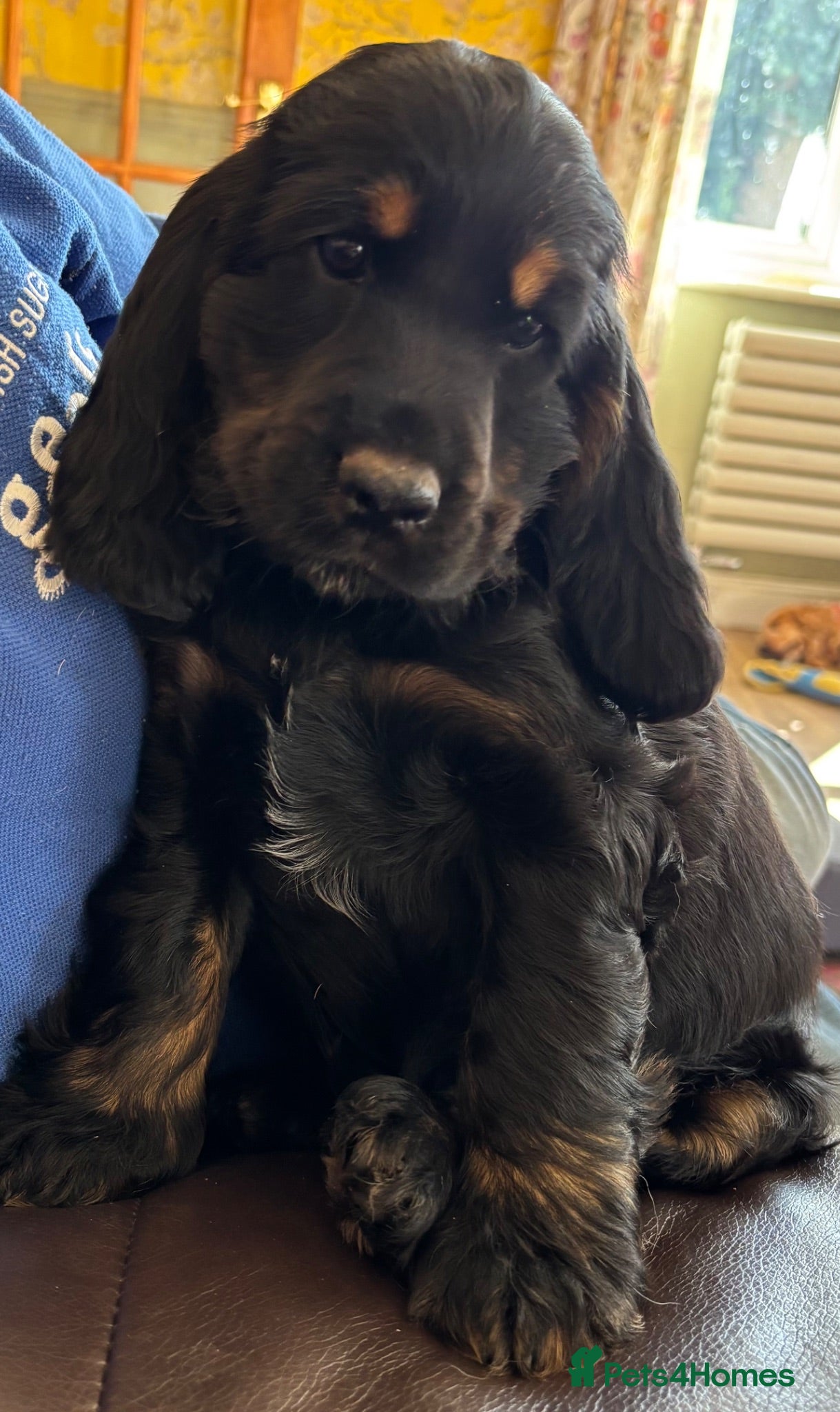 Cocker Spaniel dogs (READY NOW)  Gorgeous Show Cocker Spaniel Puppies - Advert 1