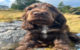 Cocker Spaniel dogs for stud: KC Superb example Classic SHOW Cocker Stud in Ruthin - Image 22