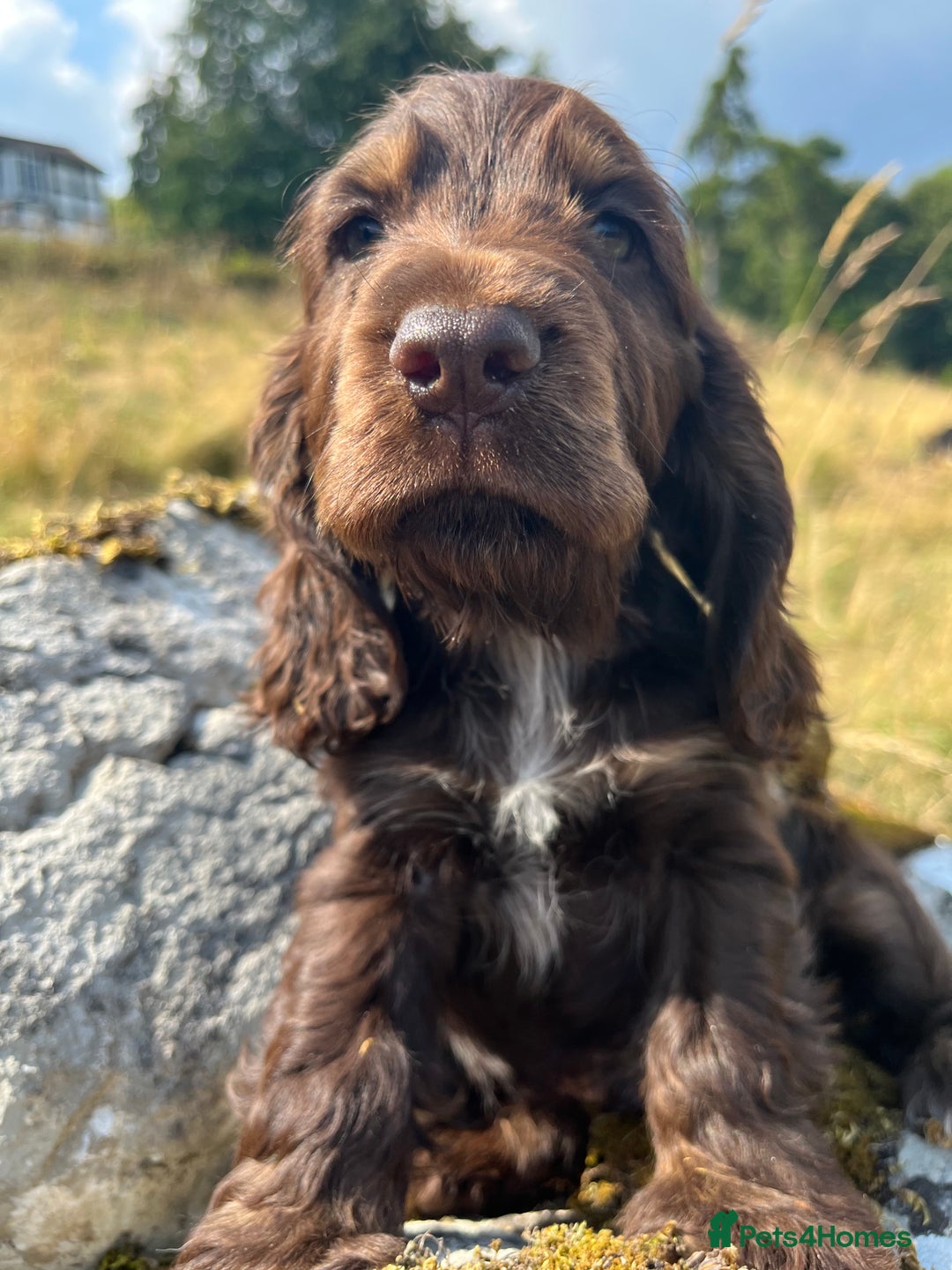 Cocker Spaniel dogs for stud: KC Superb example Classic SHOW Cocker Stud in Ruthin - Image 22