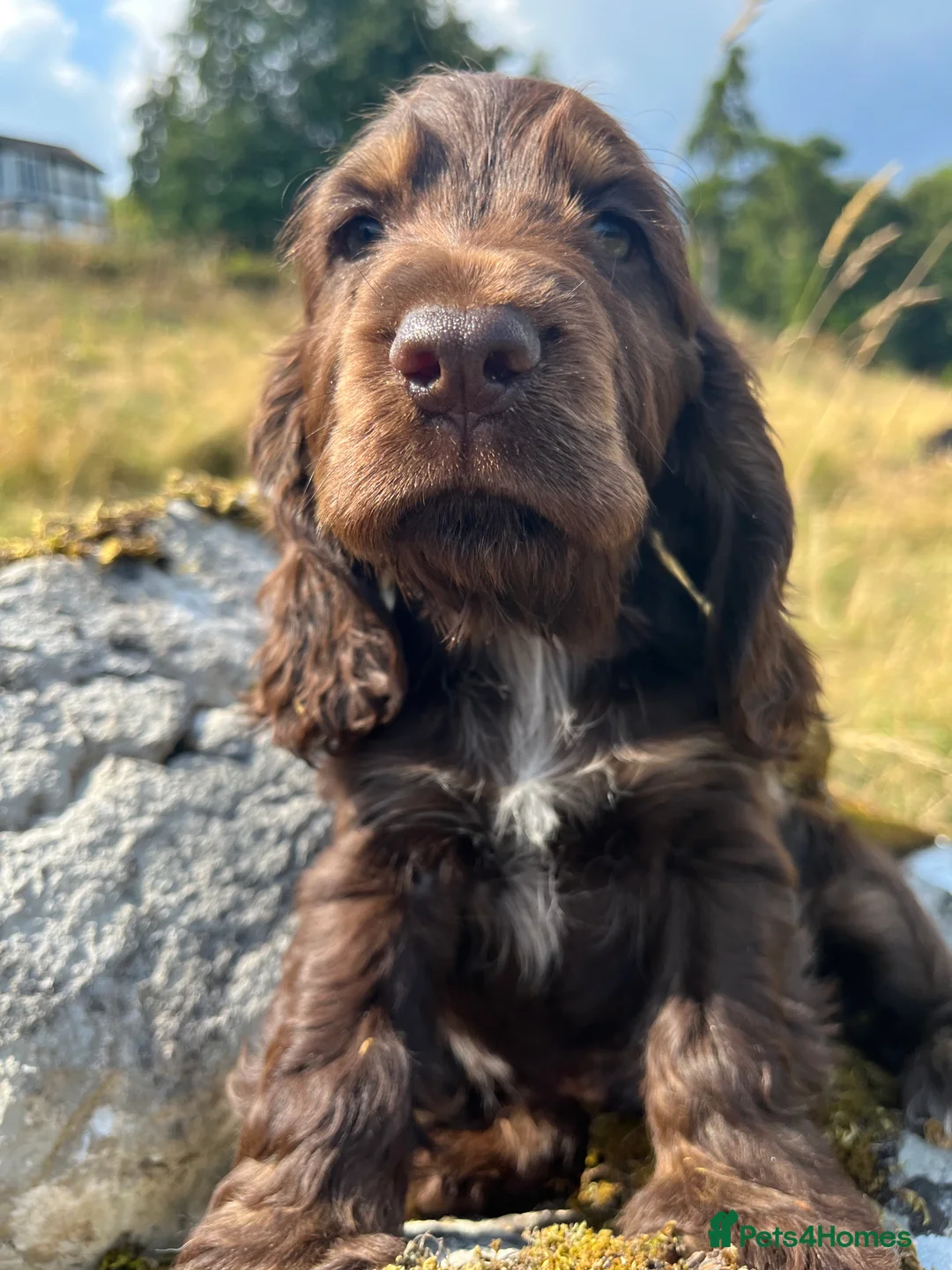 Cocker Spaniel dogs for stud: KC Superb example Classic SHOW Cocker Stud in Ruthin - Advert 22