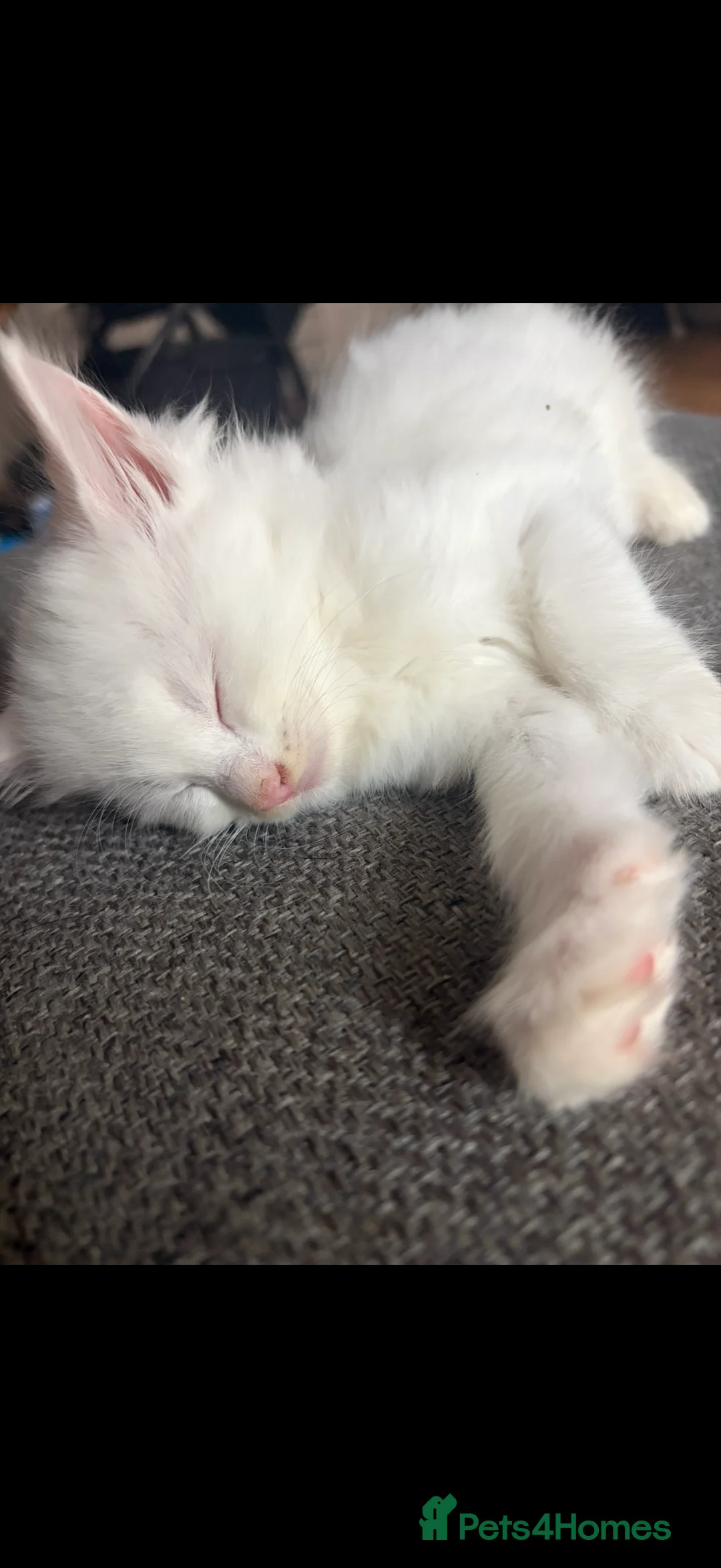 Mixed Breed cats for sale: White kitten - Advert 2
