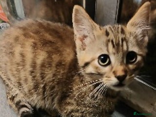 Bengal cats Cute bengal kittens - Advert 6