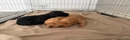 Labradoodle dogs for sale: 🦴❤️ long haired F1 Labradoodle puppies ❤️🦴 - Advert 3