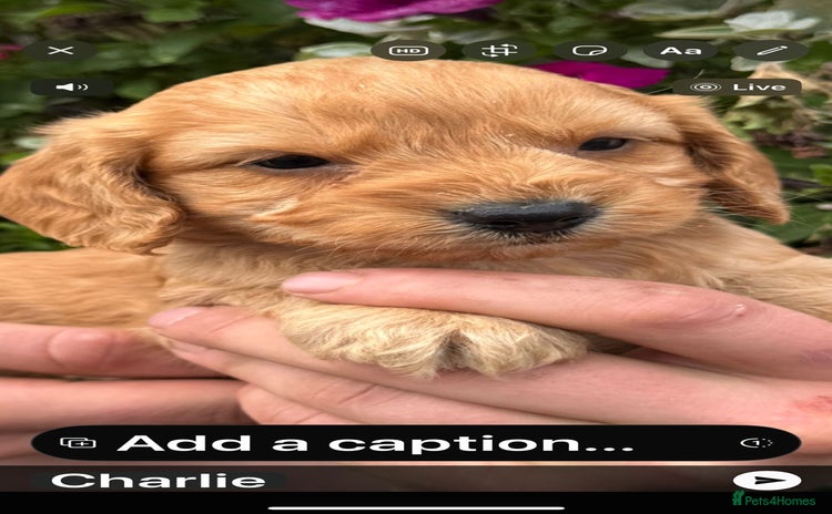 Cockapoo dogs - Advert 1