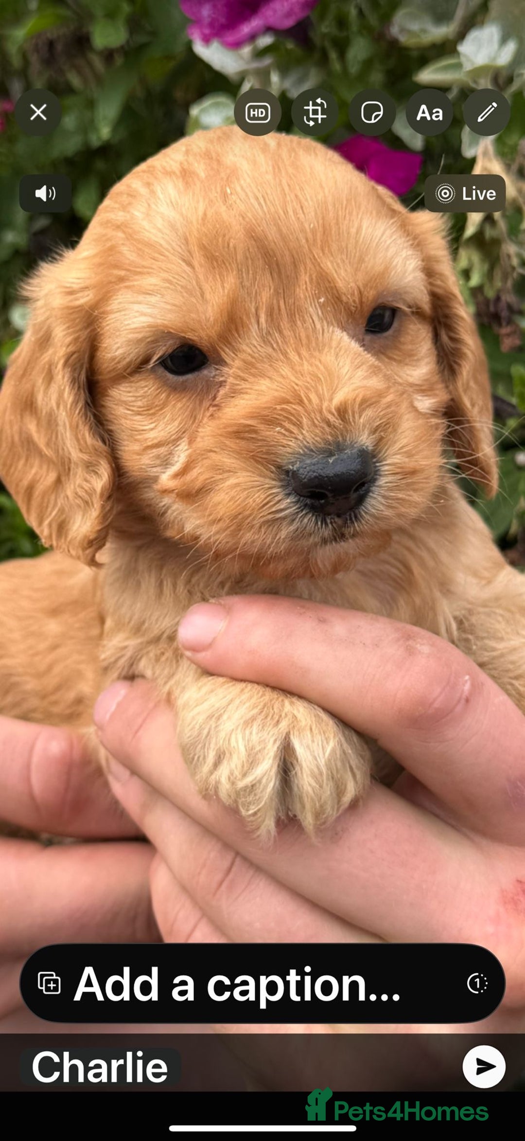 Cockapoo dogs for sale: Stunning F1 Cockapoos - Image 1