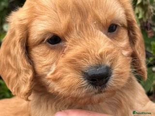 Cockapoo dogs - Advert 5