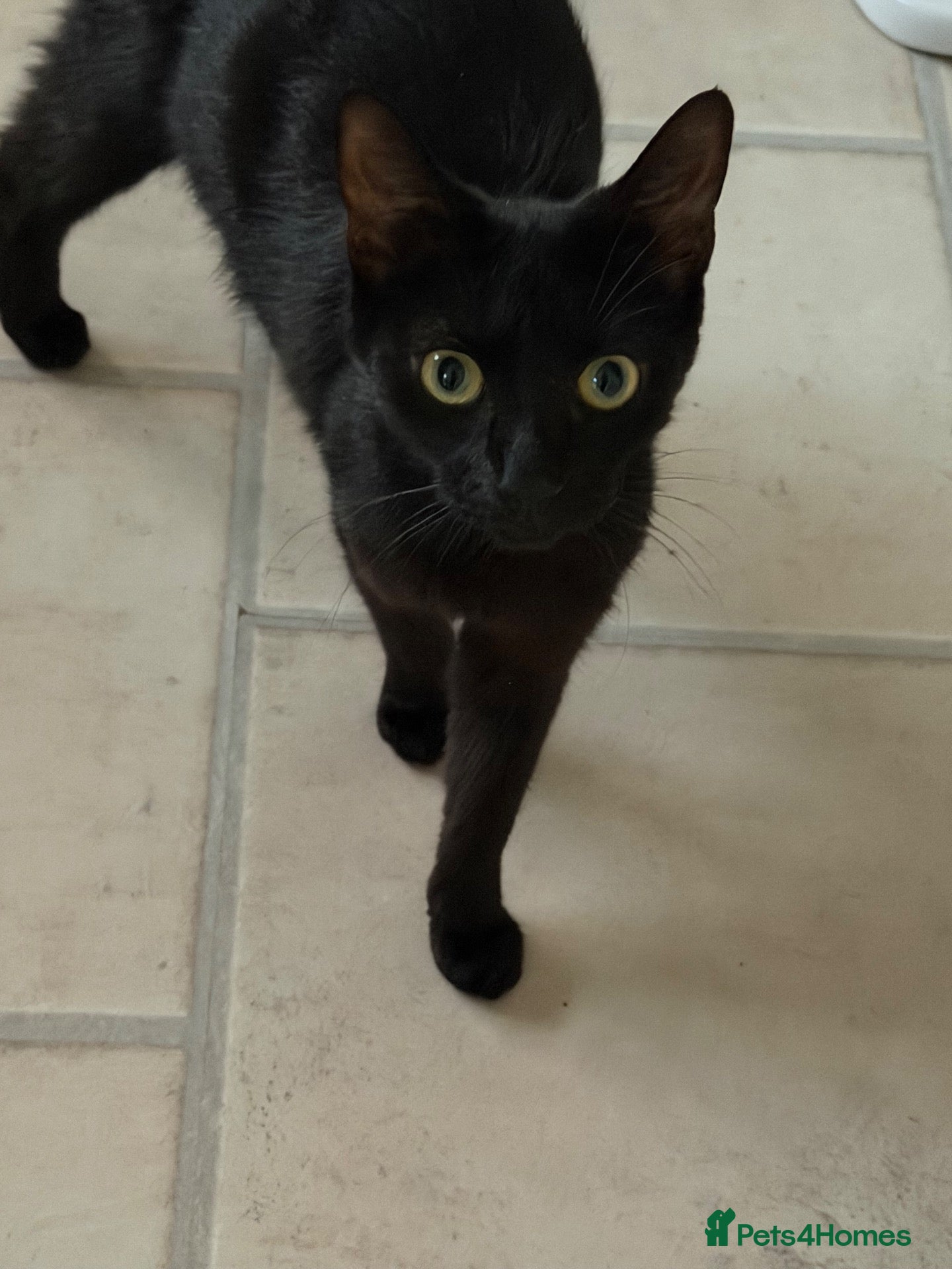 Mixed Breed cats Friendly kittens ready for homes  - Advert 2