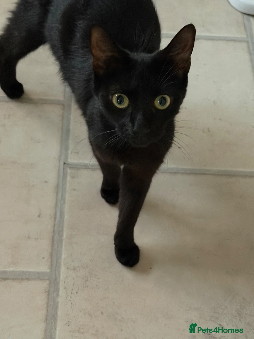 Mixed Breed cats for sale: Friendly kittens ready for homes  - Advert 1