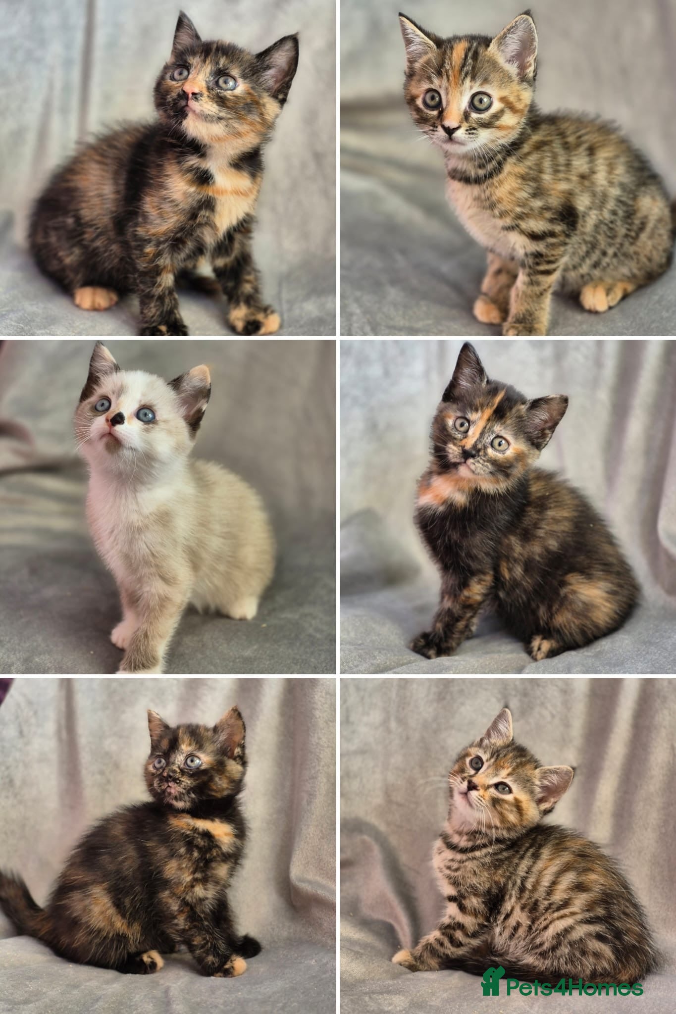 Mixed Breed cats 4 female kittens available - Advert 3
