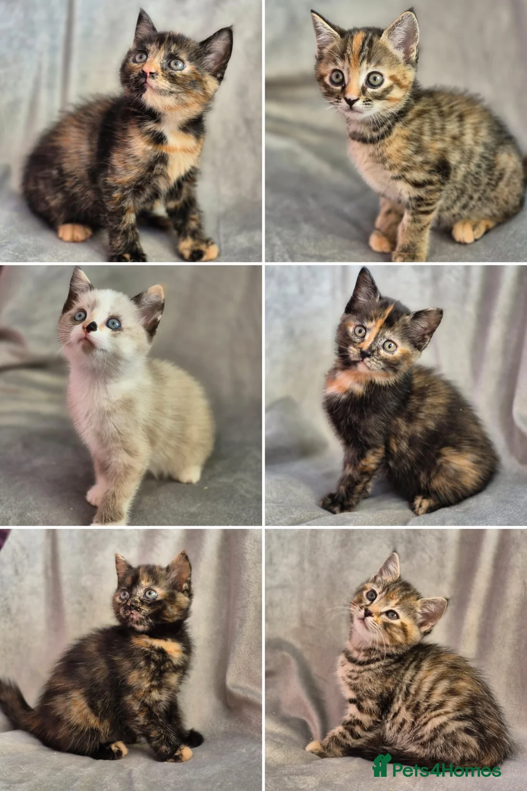 Mixed Breed cats for sale: 4 female kittens available - Advert 1