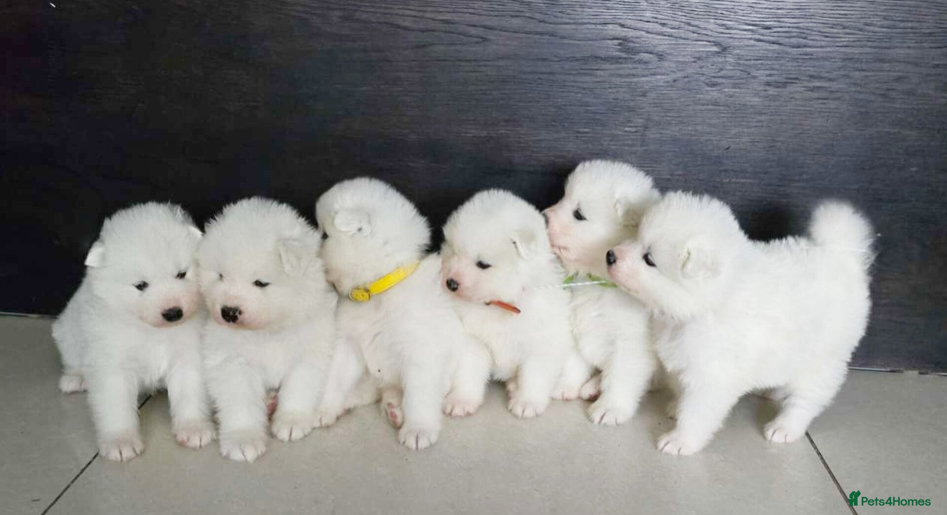 Samoyed dogs Pure white, excellent pedigree Samoyed puppies - Advert 3