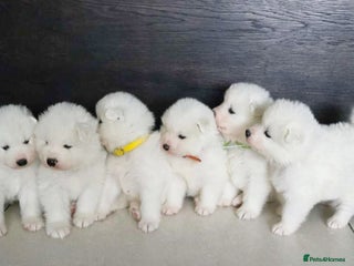 Samoyed dogs Pure white, excellent pedigree Samoyed puppies - Advert 13