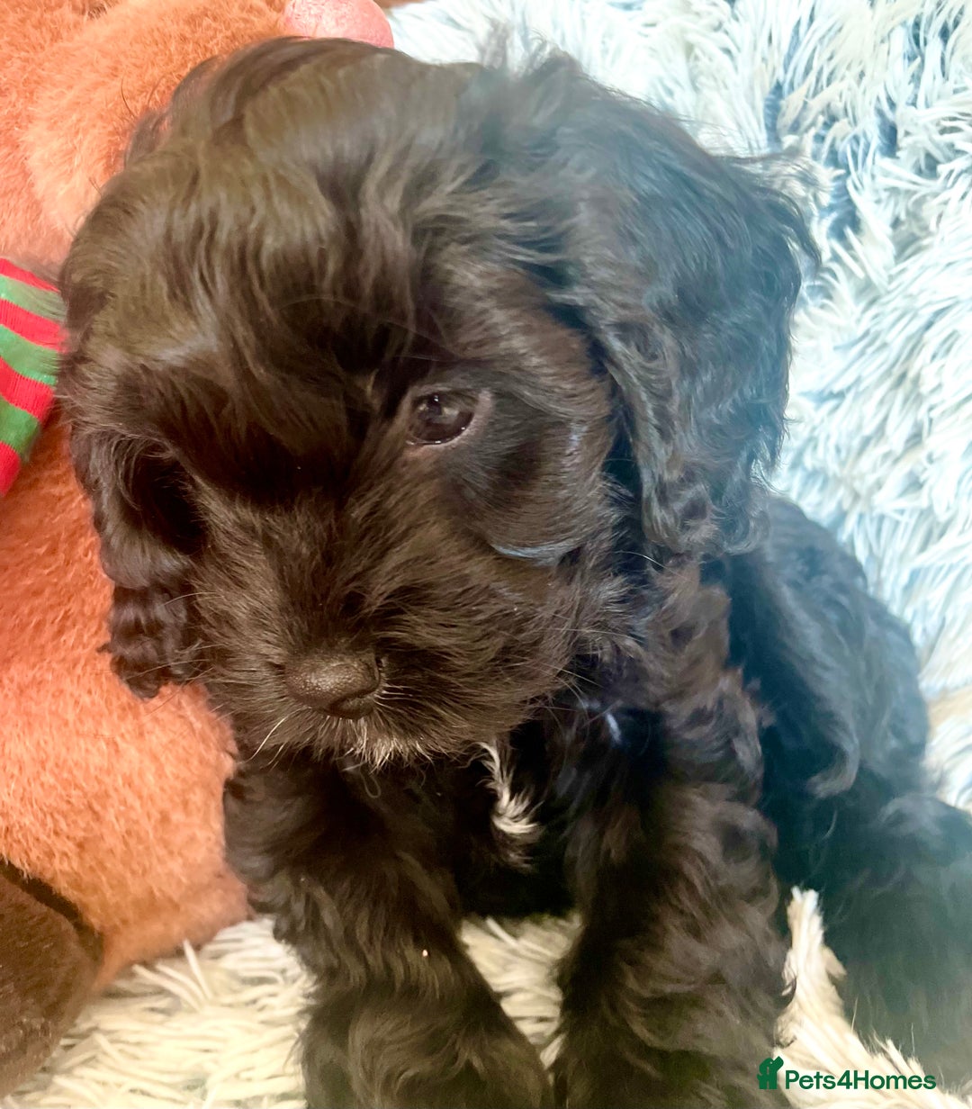 Cavapoo dogs for sale: F1 Cavapoo - Advert 15