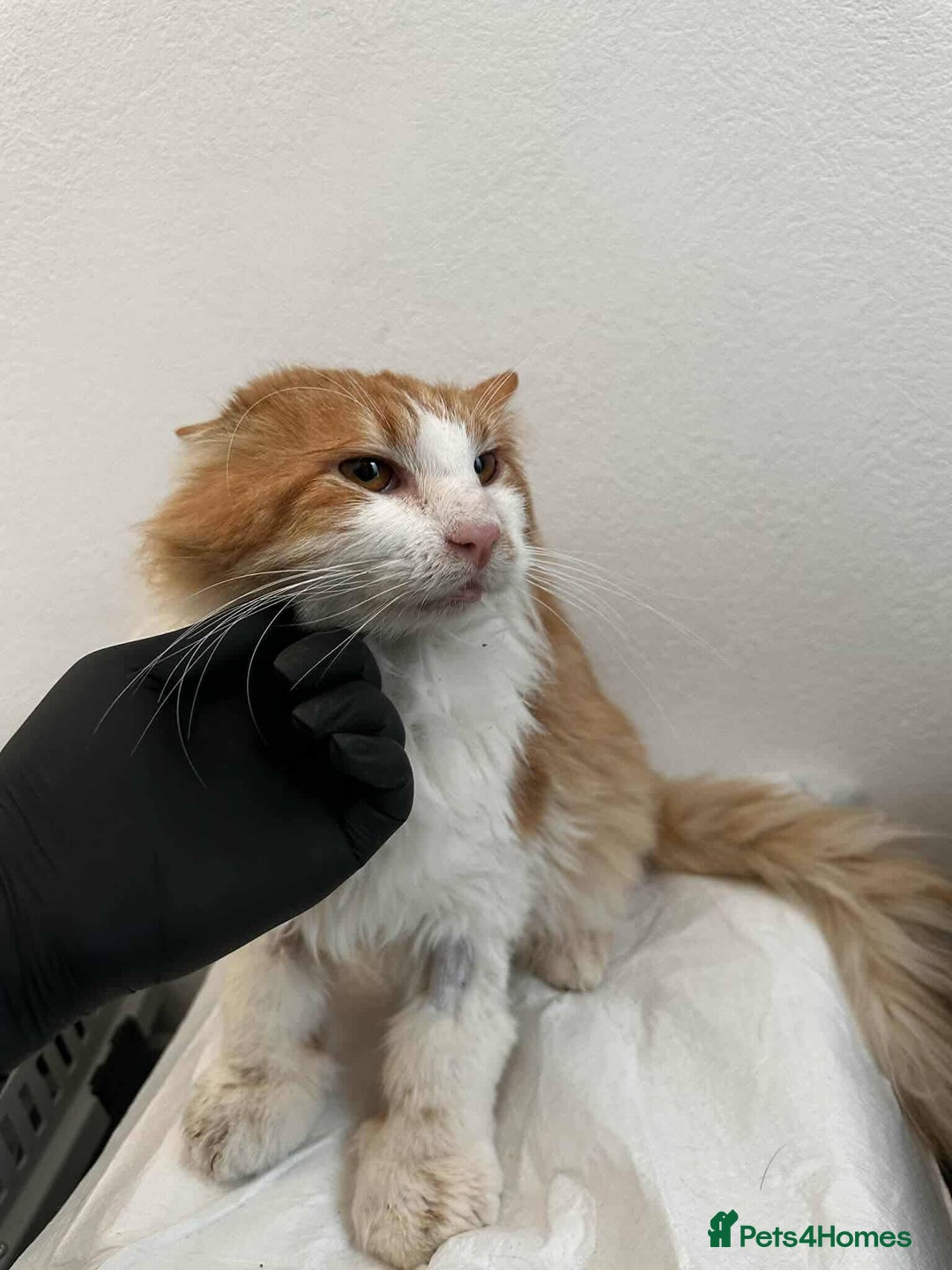 Mixed Breed cats for adoption: Jupiter for adoption - Advert 3