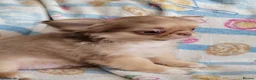 Chihuahua dogs for sale: Beautiful long haired chihuahua puppies - Advert 8