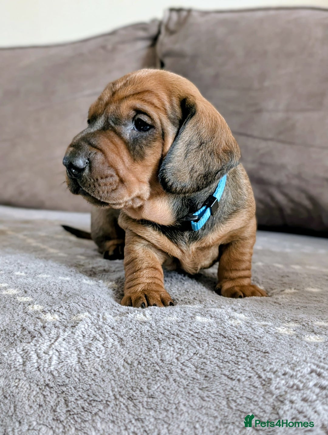 Dachshund dogs for sale: Champions Line/Show Quality Standard Dachshund - Advert 6