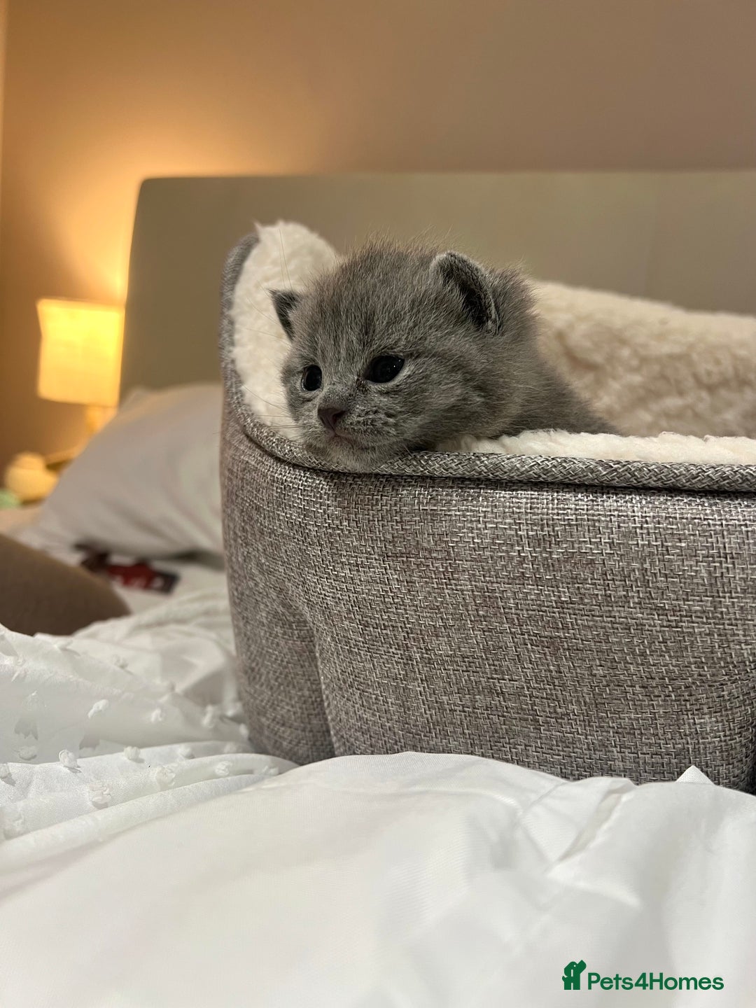 Mixed Breed cats for sale: British blue cross Russian blue  - Advert 2