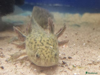 Axolotl reptiles - Advert 37