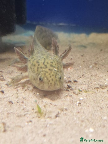 Axolotl reptiles - Advert 13