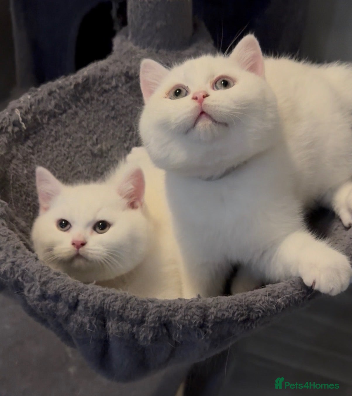 British Shorthair cats for sale: ⭐️GCCF registered British shorthair kittens⭐️ - Advert 1