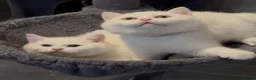 British Shorthair cats for sale: ⭐️GCCF registered British shorthair kittens⭐️ - Advert 1