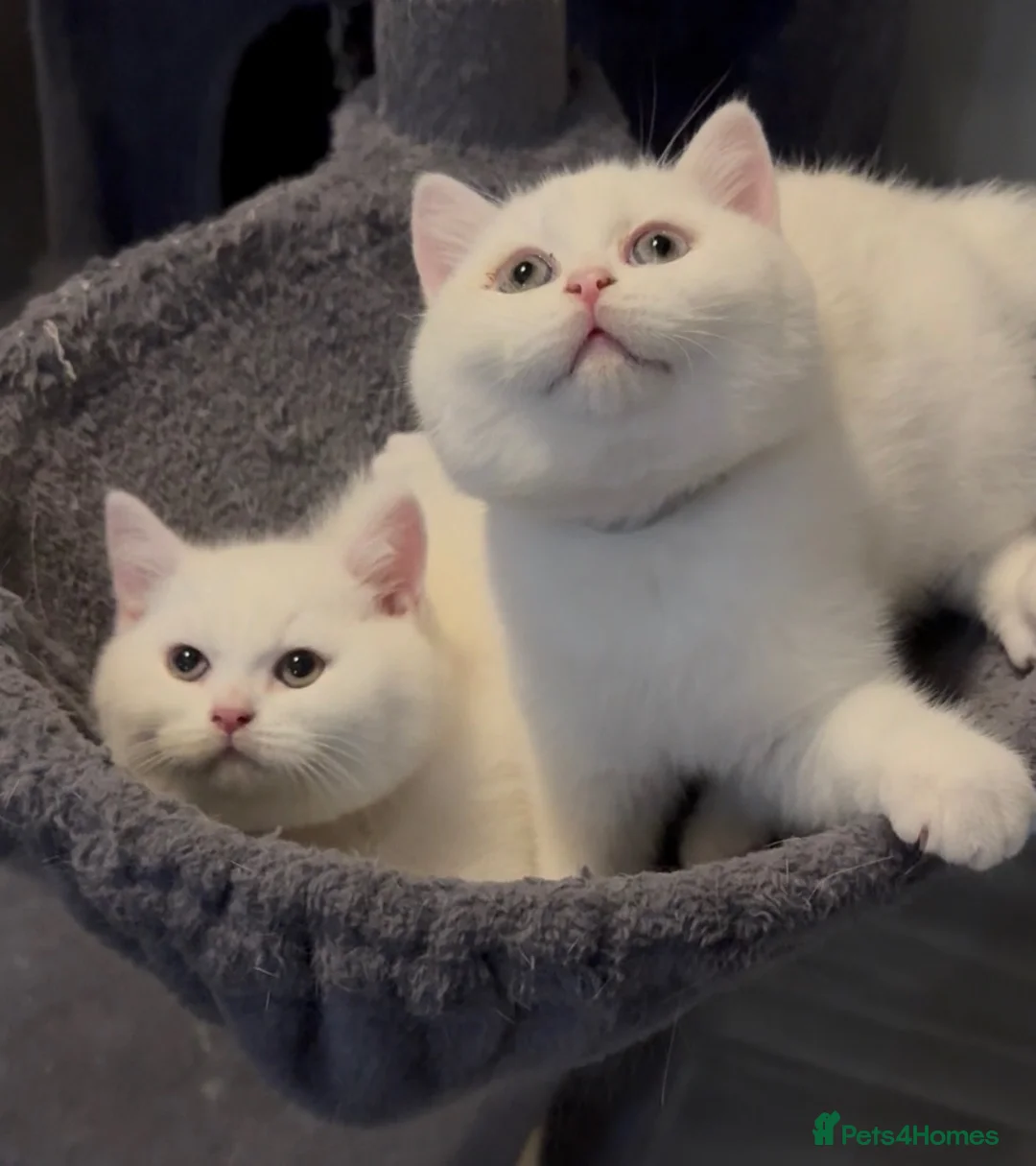 British Shorthair cats for sale: ⭐️GCCF registered British shorthair kittens⭐️ - Advert 1