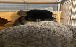 Chinchilla rodents for sale: Female black velvet chinchilla - Image 8