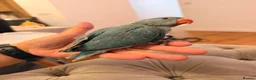 Ringnecks birds for sale: Indians ringneck - Advert 4